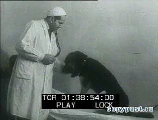 拉兹古洛夫说，德米科霍夫还是世界上第一个给一只狗成功移植了另一只“狗头”的外科医生。1954年，德米科霍夫将一只小狗的脑袋“嫁接”到了一只成年杂交狗的脖子旁，炮制出了一只“双头狗”。