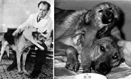 拉兹古洛夫说，他目击了这一实验，医生在实验中，将一种人工氧化酶注入“死狗”颈动脉血管中。因为动物心脏停跳5分钟后，其大脑并未死亡，只是停止了工作，因为没有把氧气提供给脑细胞组织，所以大脑无法产生氧化酶。扬科夫斯基等人后来又成功复活了一只死去45分钟的狗