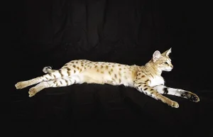 小貓身長近半米破世界紀錄(圖)