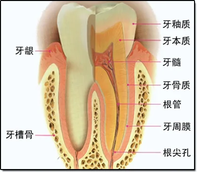 龋齿、蛀牙的根源、影响因素以及预防