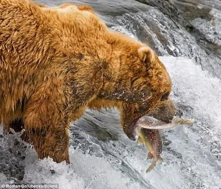 美國灰熊媽媽教孩子們捕魚技巧 一口咬中兩條魚