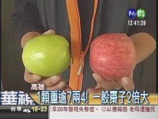 巨無霸棗子 跟蘋果一樣大!