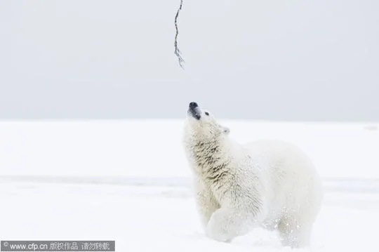 摄影师捕捉北极熊精彩瞬间 