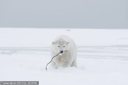 攝影師捕捉北極熊精彩瞬間 
