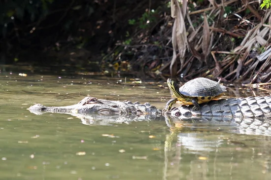 鳄鱼背乌龟在池塘里游水 奇妙的友谊已维持4年