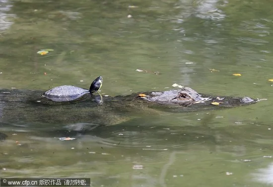 鱷魚背烏龜在池塘里游水 奇妙的友誼已維持4年