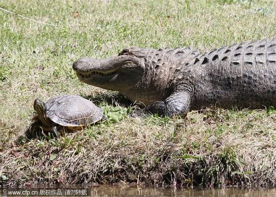 鳄鱼背乌龟在池塘里游水 奇妙的友谊已维持4年