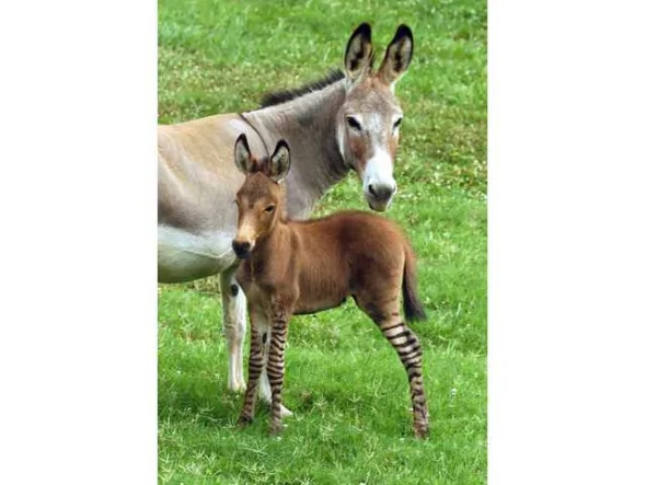 美國野生母斑馬愛上驢產下罕見斑驢