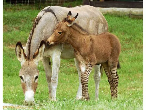 美国野生母斑马爱上驴产下罕见斑驴