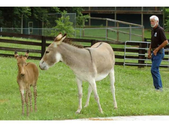 美國野生母斑馬愛上驢產下罕見斑驢