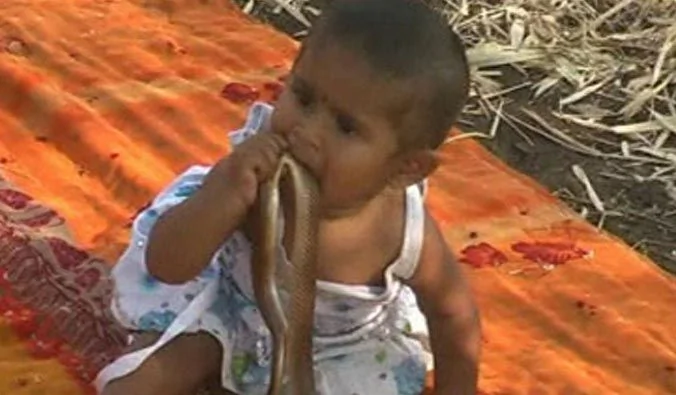印度半歲女嬰將大蟒蛇當玩具