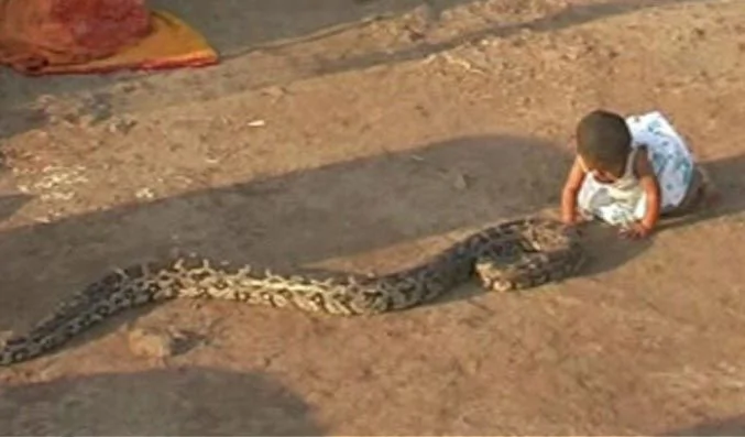 印度半歲女嬰將大蟒蛇當玩具
