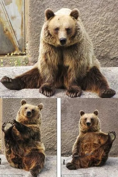 棕熊做瑜伽