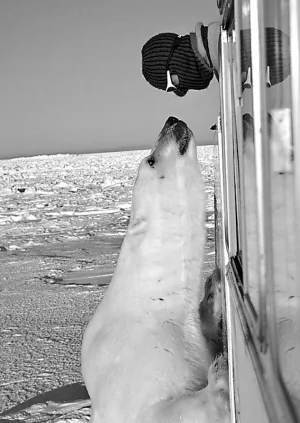難得一見的場面：北極熊與攝影師的「瞪眼比賽」（圖）