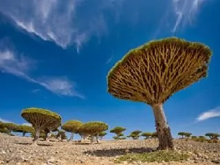 地球上最像外星的地方：也門索科特拉島