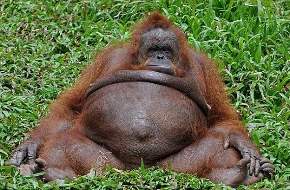 印尼圈养猩猩不爱运动肚大腰圆如同孕妇（组图）