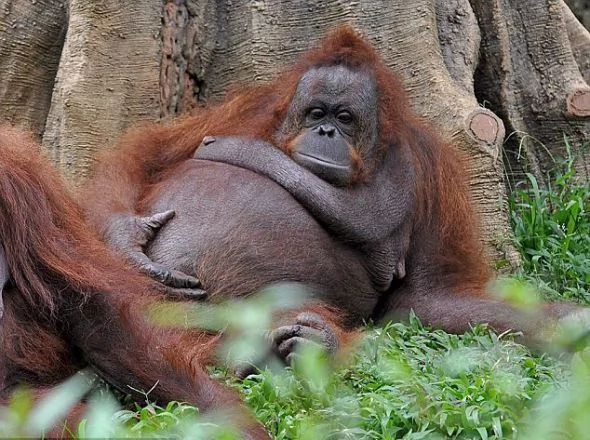 印尼圈养猩猩不爱运动肚大腰圆如同孕妇（组图）