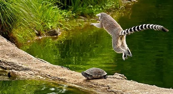 有趣！美国女摄影师拍到顽皮狐猴跃过拦路乌龟瞬间（图）