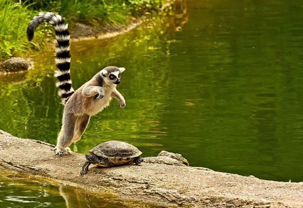 有趣！美国女摄影师拍到顽皮狐猴跃过拦路乌龟瞬间（图）
