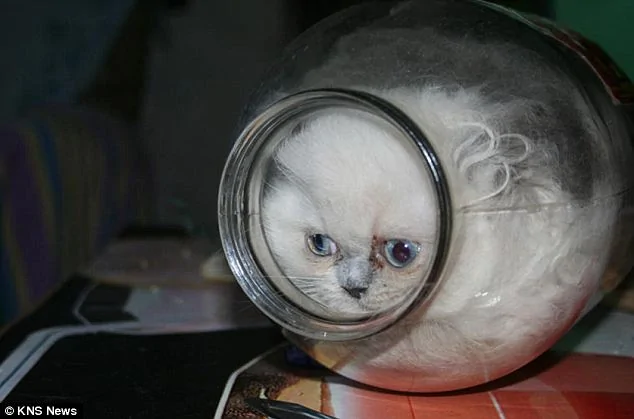 軟骨小貓深諳「縮骨神功」 喜歡進玻璃罐子（組圖）