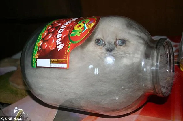 軟骨小貓深諳「縮骨神功」 喜歡進玻璃罐子（組圖）