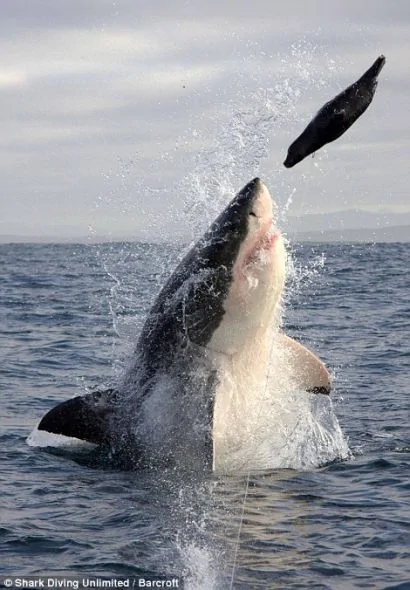 南非大白鲨跃出水面4米捕食猎物 血盆大口骇人(组图)