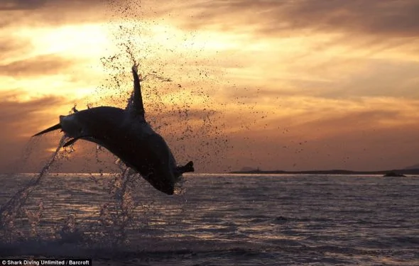 南非大白鯊躍出水面4米捕食獵物 血盆大口駭人(組圖)