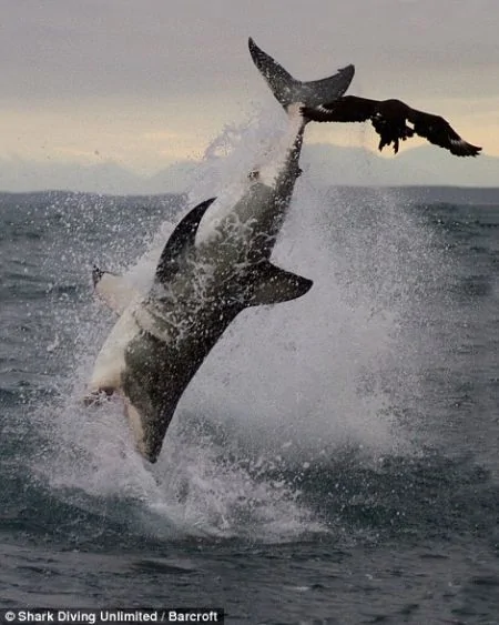 南非大白鯊躍出水面4米捕食獵物 血盆大口駭人(組圖)