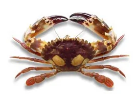 食蟹文化：螃蟹的种类