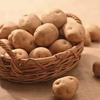 五、發芽的土豆