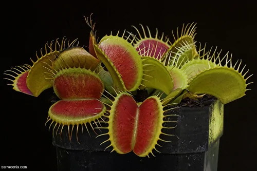 自然界十大奇異植物：迷幻類植物擁有美麗外表