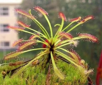 自然界十大奇异植物：迷幻类植物拥有美丽外表(2)