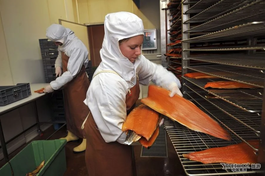 法國熏鮭魚工廠 探秘生魚片是怎麼煉成的