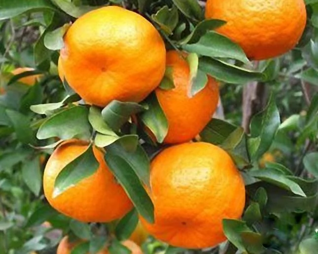 春季巧吃橘子不上火