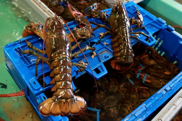 加拿大的海鲜诱惑 龙虾太多曾是穷人的午餐