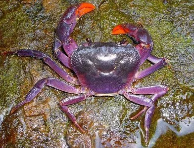 全身紫色的奇特螃蟹