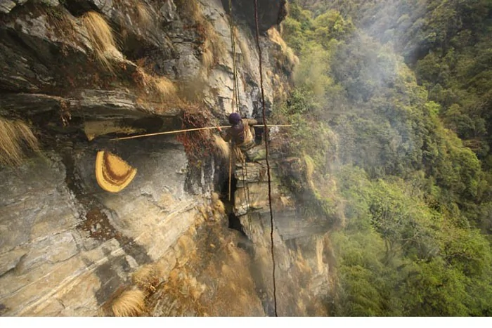 冒死求生！實拍喜馬拉雅峭壁上的采蜜人(高清組圖)