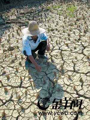 廣東韶關遭遇大旱15萬畝農田或將絕收