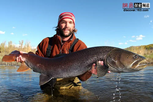 追尋世界上最大的魚十大 魔鬼魚 排行 阿波羅新聞網