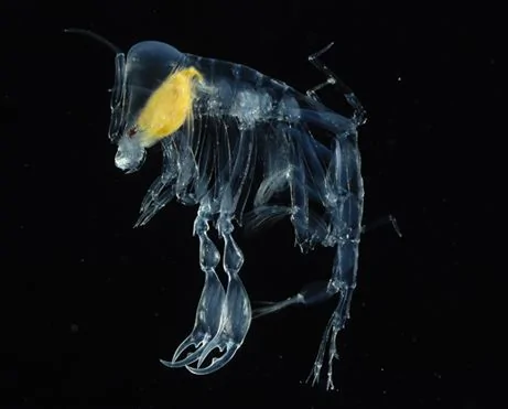 [慎]北大西洋海底山脊发现新物种 长相恐怖怪异 