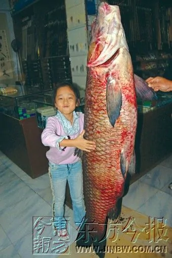 郑州游客从水库钓上５５公斤大青鱼 