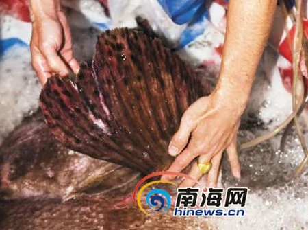 海南漁民捕獲一條380斤重巨型石斑 價值十幾萬 
