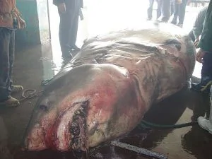 渔民捕获10米巨鲨 重达2.5吨