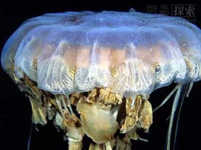 南極發現巨型海洋生物 水母觸鬚長達3.6米 