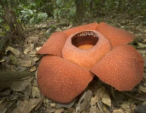 16种最奇异的植物:世界最大花朵散发腐烂臭味 