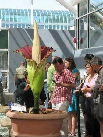 16種最奇異的植物:世界最大花朵散發腐爛臭味 