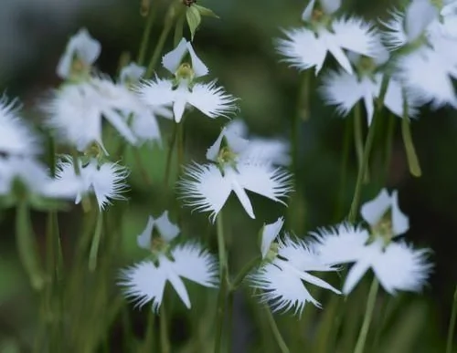 16种最奇异的植物:世界最大花朵散发腐烂臭味 