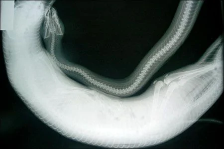 澳大利亚公布巨蟒活活吞下整只小猫X光照片 