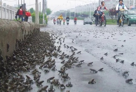 组图：江苏泰州上万只癞蛤蟆排队穿越公路
