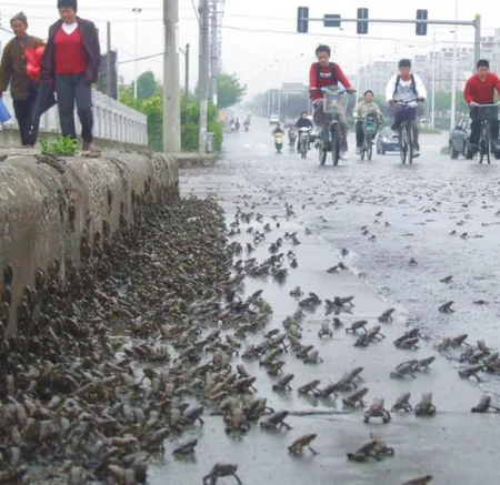 組圖：江蘇泰州上萬隻癩蛤蟆排隊穿越公路